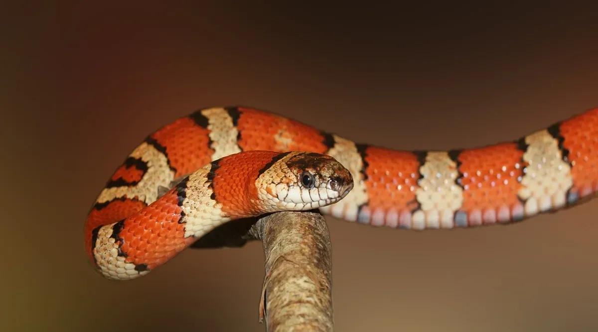 anti-snakebite-venom-dose